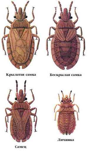 На фото описаны виды клопов